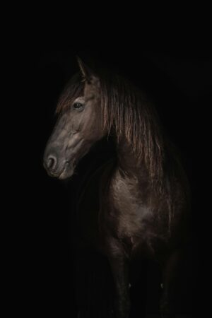 Horse Empowerment Attunement – Unlock Strength, Freedom & Spiritual Connection